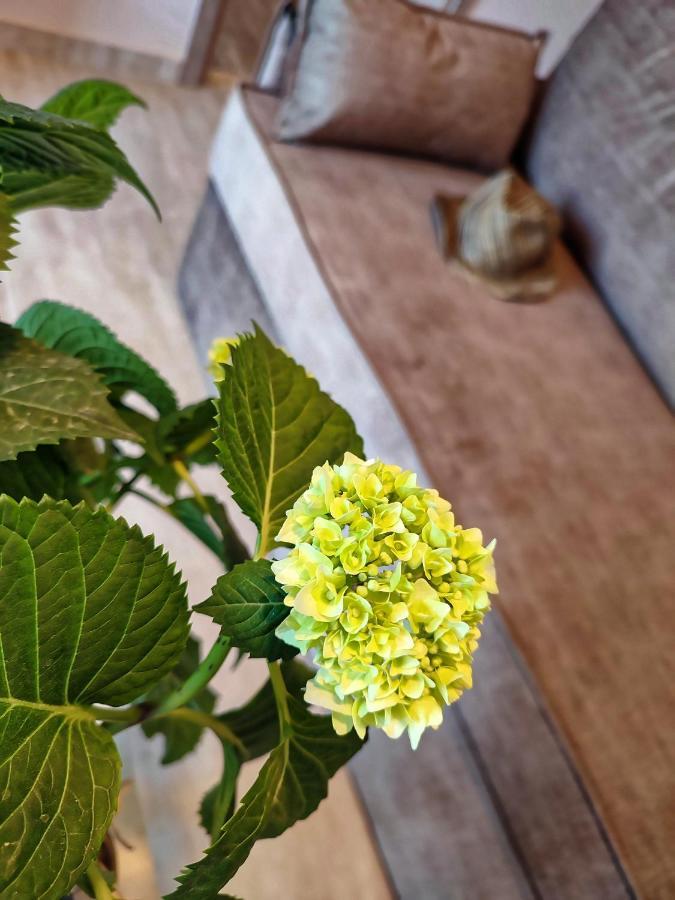 Seaview-Apartments Palaiá Fókaia エクステリア 写真